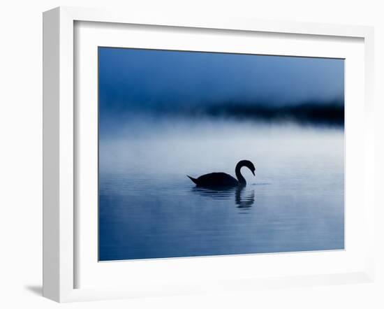 A Mute Swan, Cygnus Olor, Silhouetted Against the Morning Mist-Alex Saberi-Framed Photographic Print