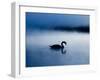 A Mute Swan, Cygnus Olor, Silhouetted Against the Morning Mist-Alex Saberi-Framed Photographic Print