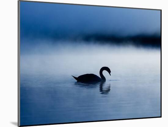 A Mute Swan, Cygnus Olor, Silhouetted Against the Morning Mist-Alex Saberi-Mounted Photographic Print