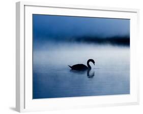 A Mute Swan, Cygnus Olor, Silhouetted Against the Morning Mist-Alex Saberi-Framed Photographic Print