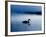 A Mute Swan, Cygnus Olor, Silhouetted Against the Morning Mist-Alex Saberi-Framed Photographic Print