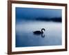 A Mute Swan, Cygnus Olor, Silhouetted Against the Morning Mist-Alex Saberi-Framed Photographic Print