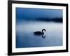 A Mute Swan, Cygnus Olor, Silhouetted Against the Morning Mist-Alex Saberi-Framed Photographic Print