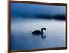 A Mute Swan, Cygnus Olor, Silhouetted Against the Morning Mist-Alex Saberi-Framed Photographic Print