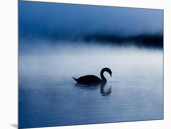 A Mute Swan, Cygnus Olor, Silhouetted Against the Morning Mist-Alex Saberi-Mounted Photographic Print