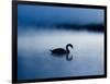 A Mute Swan, Cygnus Olor, Silhouetted Against the Morning Mist-Alex Saberi-Framed Photographic Print