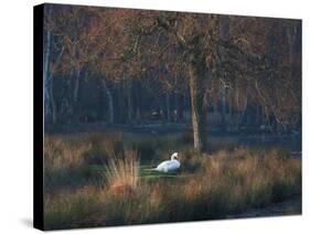 A Mute Swan, Cygnus Olor, Standing at Water's Edge in Winter-Alex Saberi-Stretched Canvas