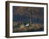 A Mute Swan, Cygnus Olor, Standing at Water's Edge in Winter-Alex Saberi-Framed Premium Photographic Print