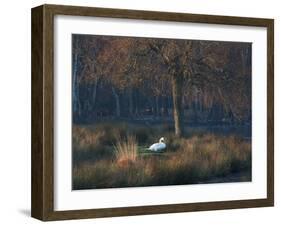 A Mute Swan, Cygnus Olor, Standing at Water's Edge in Winter-Alex Saberi-Framed Premium Photographic Print