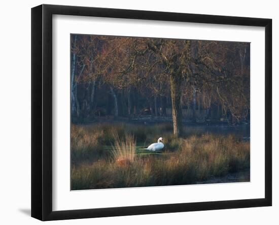A Mute Swan, Cygnus Olor, Standing at Water's Edge in Winter-Alex Saberi-Framed Premium Photographic Print