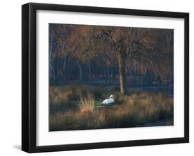 A Mute Swan, Cygnus Olor, Standing at Water's Edge in Winter-Alex Saberi-Framed Premium Photographic Print