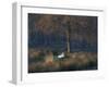 A Mute Swan, Cygnus Olor, Standing at Water's Edge in Winter-Alex Saberi-Framed Premium Photographic Print