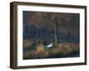 A Mute Swan, Cygnus Olor, Standing at Water's Edge in Winter-Alex Saberi-Framed Photographic Print