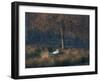 A Mute Swan, Cygnus Olor, Standing at Water's Edge in Winter-Alex Saberi-Framed Photographic Print