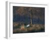 A Mute Swan, Cygnus Olor, Standing at Water's Edge in Winter-Alex Saberi-Framed Photographic Print