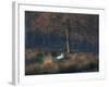 A Mute Swan, Cygnus Olor, Standing at Water's Edge in Winter-Alex Saberi-Framed Photographic Print