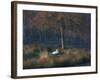 A Mute Swan, Cygnus Olor, Standing at Water's Edge in Winter-Alex Saberi-Framed Photographic Print