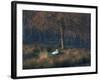 A Mute Swan, Cygnus Olor, Standing at Water's Edge in Winter-Alex Saberi-Framed Photographic Print