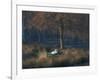 A Mute Swan, Cygnus Olor, Standing at Water's Edge in Winter-Alex Saberi-Framed Photographic Print