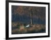 A Mute Swan, Cygnus Olor, Standing at Water's Edge in Winter-Alex Saberi-Framed Photographic Print