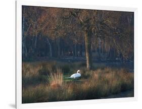 A Mute Swan, Cygnus Olor, Standing at Water's Edge in Winter-Alex Saberi-Framed Photographic Print