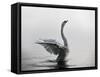 A Mute Swan, Cygnus Olor, Stretching its Wings in the Morning Mist-Alex Saberi-Framed Stretched Canvas