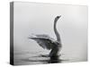 A Mute Swan, Cygnus Olor, Stretching its Wings in the Morning Mist-Alex Saberi-Stretched Canvas