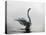 A Mute Swan, Cygnus Olor, Stretching its Wings in the Morning Mist-Alex Saberi-Stretched Canvas
