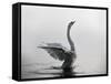 A Mute Swan, Cygnus Olor, Stretching its Wings in the Morning Mist-Alex Saberi-Framed Stretched Canvas