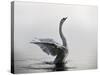 A Mute Swan, Cygnus Olor, Stretching its Wings in the Morning Mist-Alex Saberi-Stretched Canvas