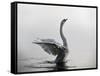 A Mute Swan, Cygnus Olor, Stretching its Wings in the Morning Mist-Alex Saberi-Framed Stretched Canvas