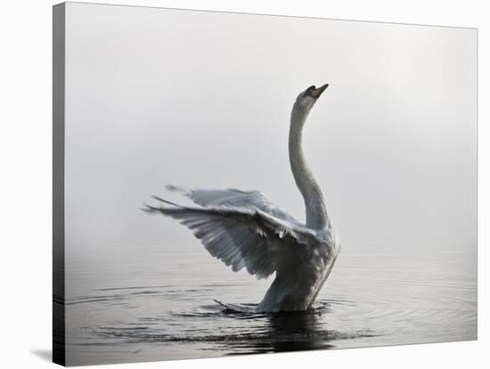 A Mute Swan, Cygnus Olor, Stretching its Wings in the Morning Mist-Alex Saberi-Stretched Canvas