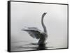 A Mute Swan, Cygnus Olor, Stretching its Wings in the Morning Mist-Alex Saberi-Framed Stretched Canvas