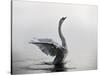 A Mute Swan, Cygnus Olor, Stretching its Wings in the Morning Mist-Alex Saberi-Stretched Canvas