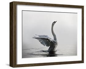 A Mute Swan, Cygnus Olor, Stretching its Wings in the Morning Mist-Alex Saberi-Framed Photographic Print