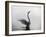 A Mute Swan, Cygnus Olor, Stretching its Wings in the Morning Mist-Alex Saberi-Framed Photographic Print