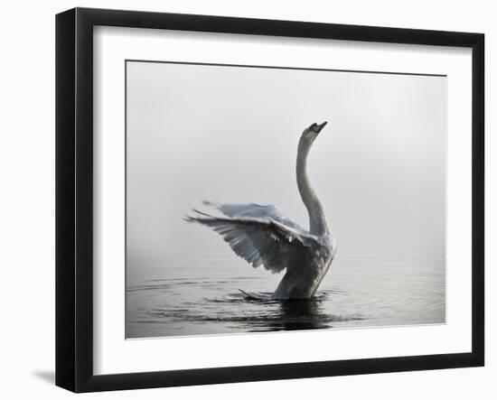 A Mute Swan, Cygnus Olor, Stretching its Wings in the Morning Mist-Alex Saberi-Framed Photographic Print