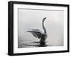 A Mute Swan, Cygnus Olor, Stretching its Wings in the Morning Mist-Alex Saberi-Framed Photographic Print