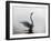 A Mute Swan, Cygnus Olor, Stretching its Wings in the Morning Mist-Alex Saberi-Framed Photographic Print