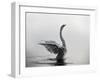 A Mute Swan, Cygnus Olor, Stretching its Wings in the Morning Mist-Alex Saberi-Framed Photographic Print