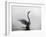 A Mute Swan, Cygnus Olor, Stretching its Wings in the Morning Mist-Alex Saberi-Framed Photographic Print