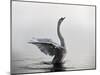 A Mute Swan, Cygnus Olor, Stretching its Wings in the Morning Mist-Alex Saberi-Mounted Photographic Print