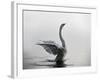 A Mute Swan, Cygnus Olor, Stretching its Wings in the Morning Mist-Alex Saberi-Framed Photographic Print