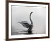 A Mute Swan, Cygnus Olor, Stretching its Wings in the Morning Mist-Alex Saberi-Framed Photographic Print