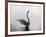 A Mute Swan, Cygnus Olor, Stretching its Wings in the Morning Mist-Alex Saberi-Framed Photographic Print