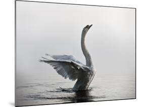 A Mute Swan, Cygnus Olor, Stretching its Wings in the Morning Mist-Alex Saberi-Mounted Photographic Print