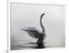 A Mute Swan, Cygnus Olor, Stretching its Wings in the Morning Mist-Alex Saberi-Framed Photographic Print