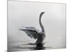 A Mute Swan, Cygnus Olor, Stretching its Wings in the Morning Mist-Alex Saberi-Mounted Photographic Print