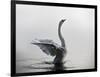 A Mute Swan, Cygnus Olor, Stretching its Wings in the Morning Mist-Alex Saberi-Framed Photographic Print