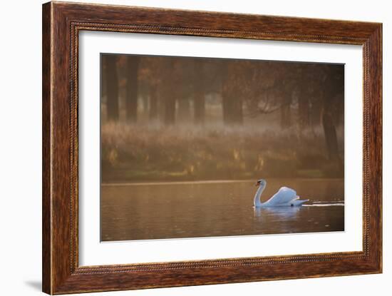 A Mute Swan, Cygnus Olor, Swimming in a Pond in Winter-Alex Saberi-Framed Photographic Print